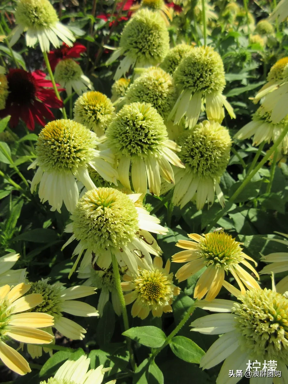 松果菊花期的图片（重瓣松果菊花开一夏的美）