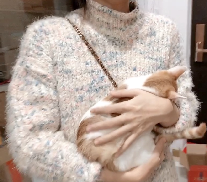 猫咪得了猫癣到底该怎么治？认清猫癣才能更好地治疗！