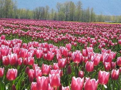郁金香种球怎么水培（鲜花和种球的水培方法详解）