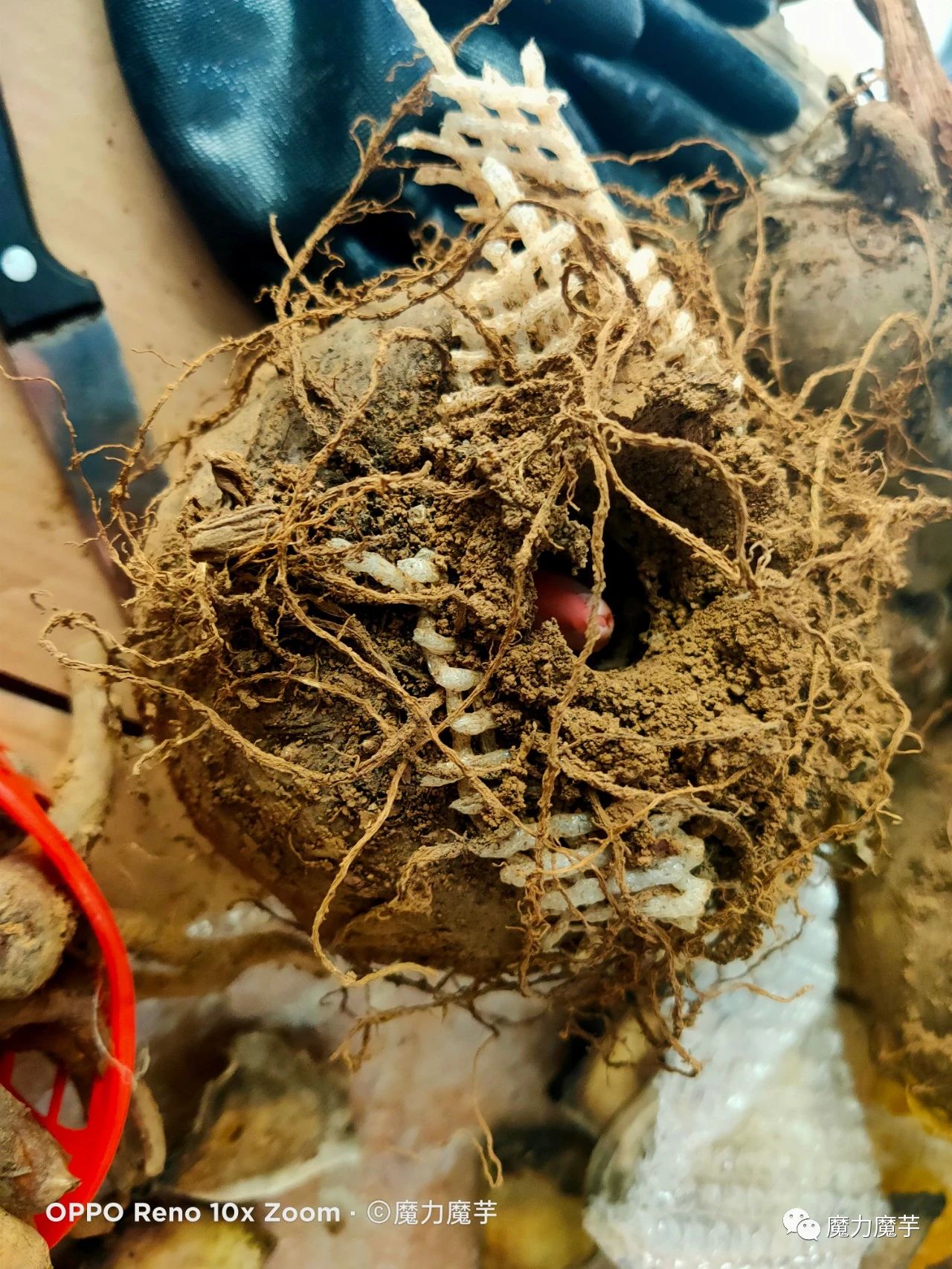 魔芋种子套网袋效果怎么样_有什么好处_ 第12张