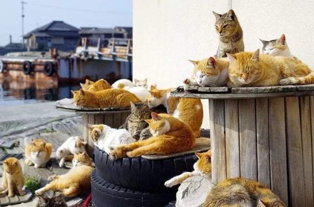 日本撸猫圣地合集！！猫奴们走起