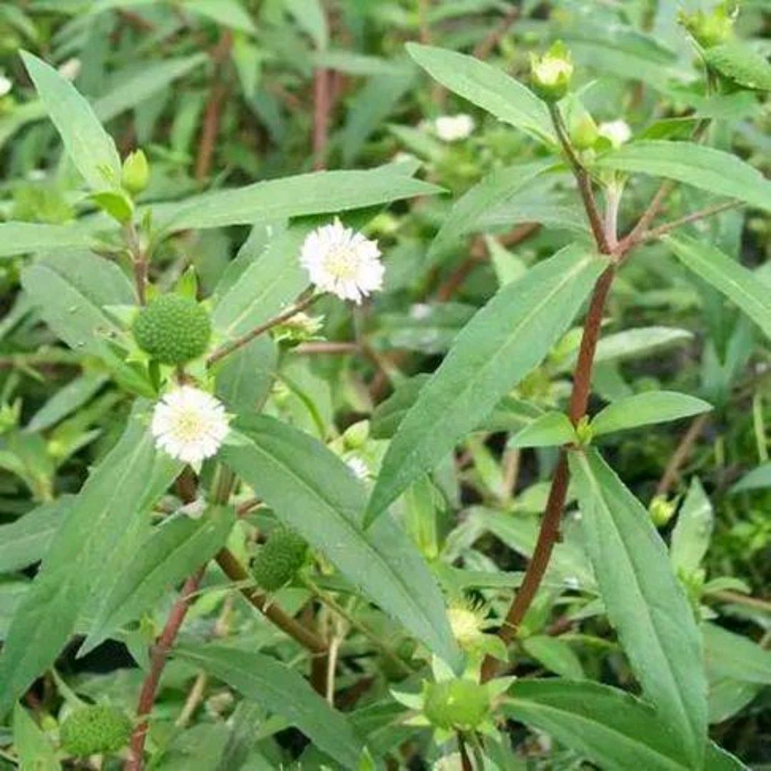 黑墨草的功效与作用图片