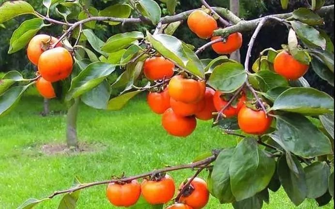 15种原产于中国的水果，你知道吗？
