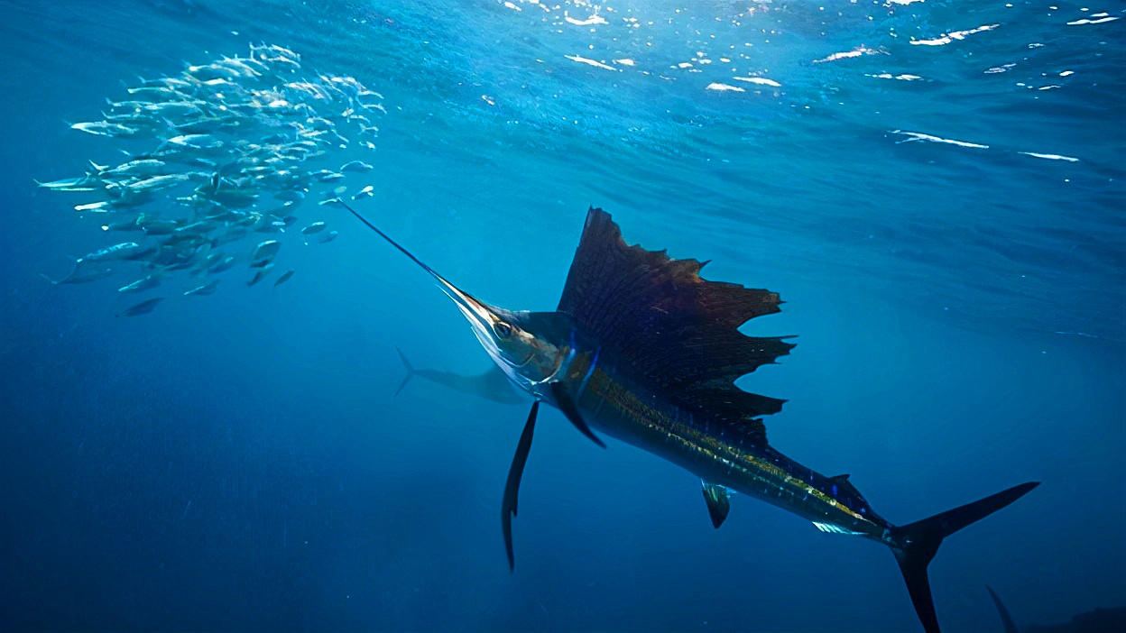 剑鱼图片(从米粒般暴长一万倍) - 赤虎壹号