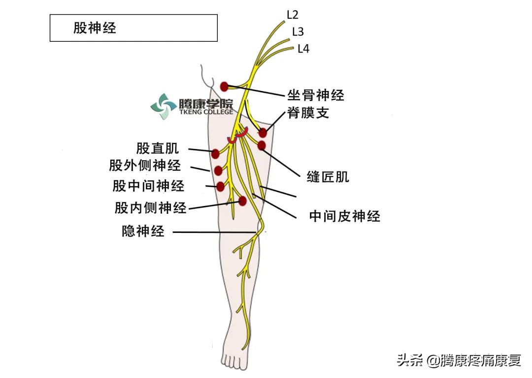 大腿疼痛的原因和治疗原则