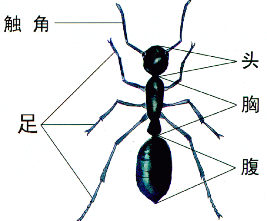 蚂蚁有几条腿（蚂蚁生理构造及相关研究‍）