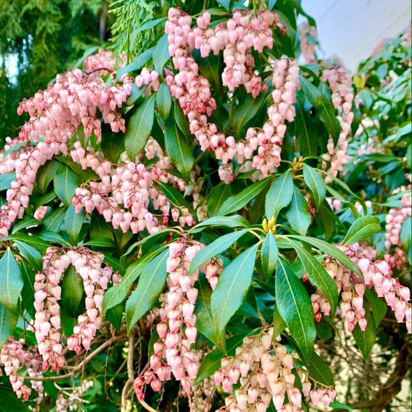 泡泡花是一种什么花（科普关于泡泡花的小知识）