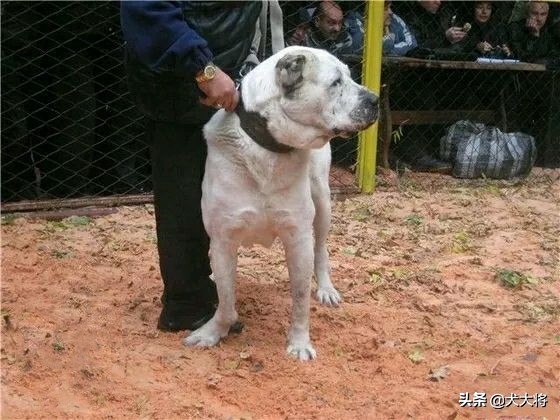 斗犬往事之猛犬风云二十年，真正的猛犬拥有不屈的意志