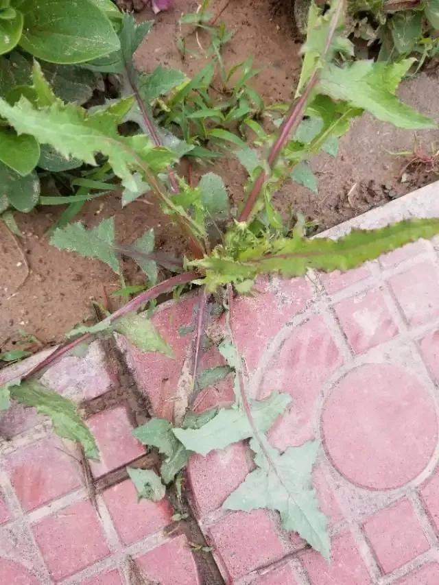 苦苣菜的功效与作用图片（三种苦苣菜属植物的辨认和利用）