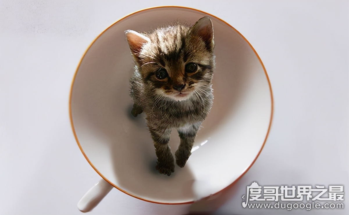 世界上最小的猫，皮堡斯获吉尼斯纪录认证(体重只有3个鸡蛋重)