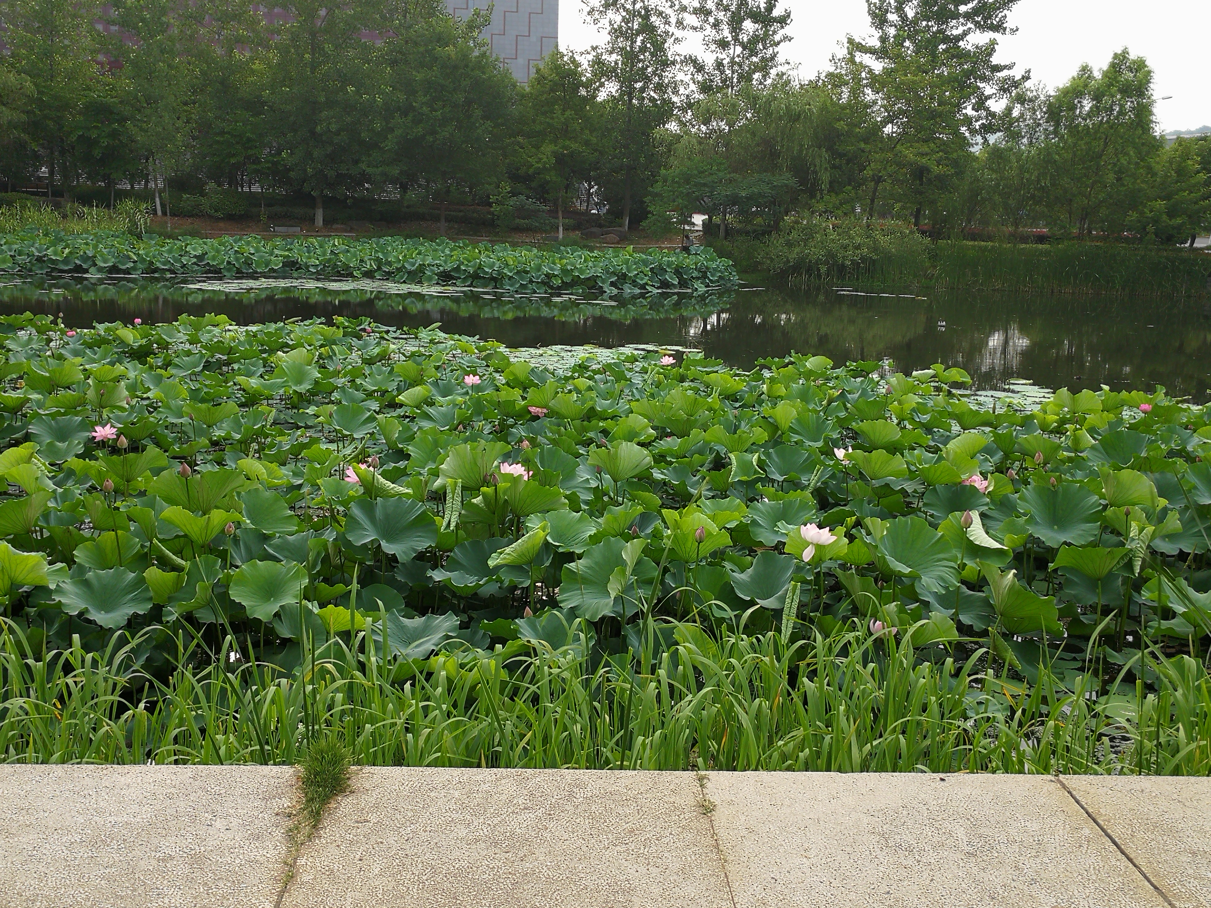 这里不仅有大树、高楼，更有大师——带你参观南京大学仙林校区