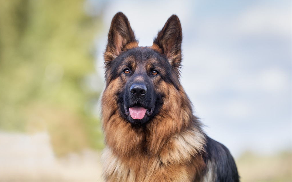 你可以永远相信"德国牧羊犬",看完你就清楚了