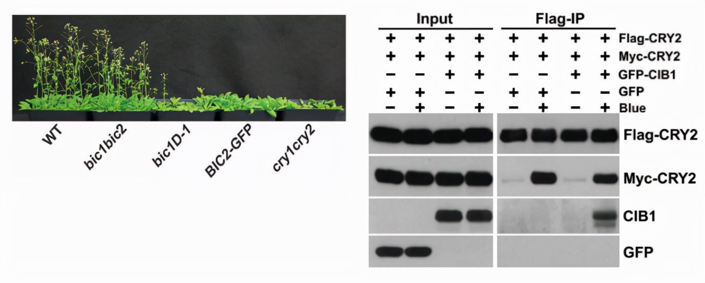 国际关注！东北“超牛”教师：研究步入世界前沿，成果登顶《自然》《科学》！