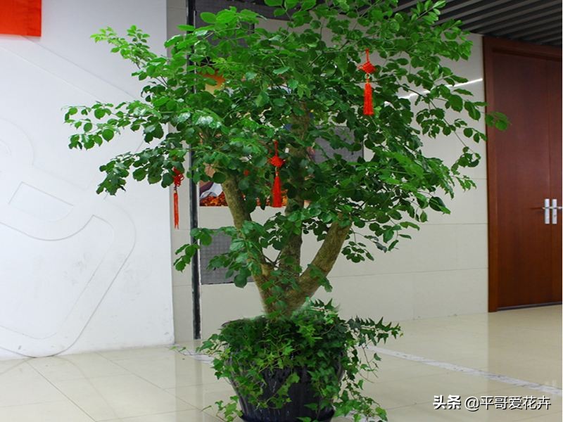 幸福树掉叶子怎么办？教你“5招”小技巧，叶片翠绿、再也不掉叶
