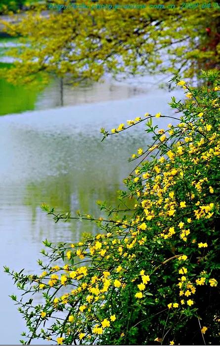 迎春花长什么样子的（迎春花品种介绍大全）