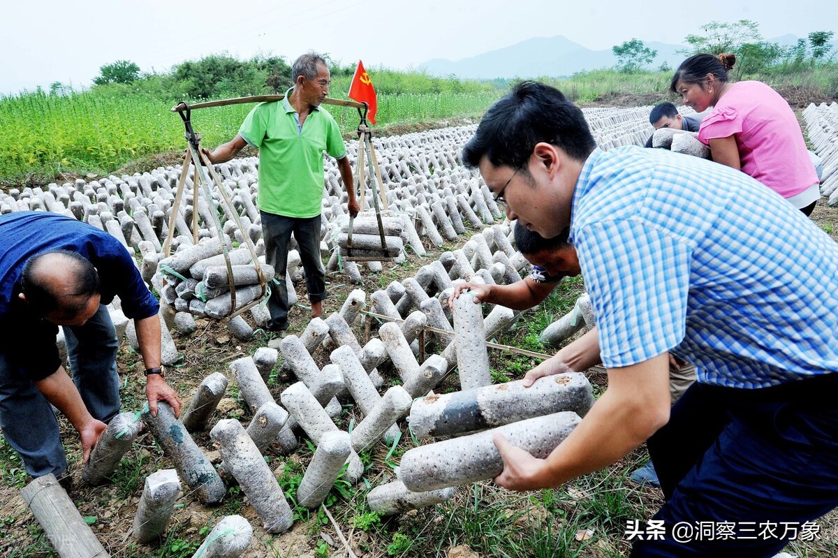 黑木耳种植有什么小技巧（9个方面让木耳种植不再困难）