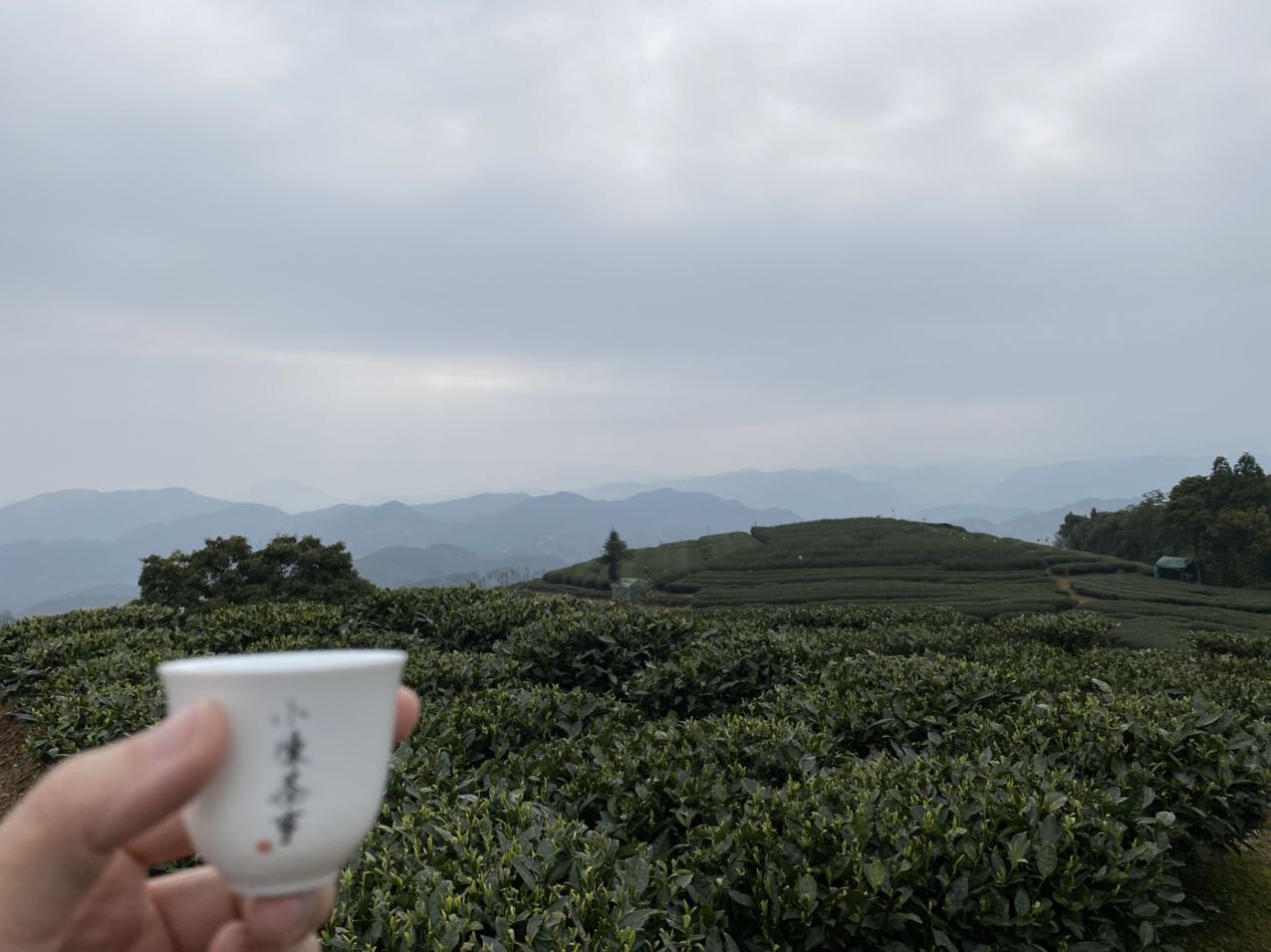 新白茶涩，滋味薄，不满3年不能喝，6个角度教你一次性认清白茶