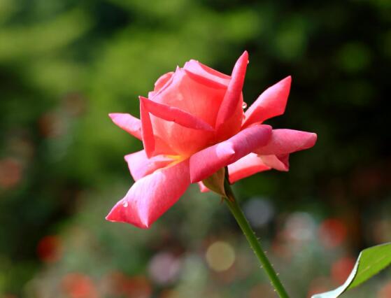 玫瑰花什么时候开花（玫瑰开花在每年初夏期间）