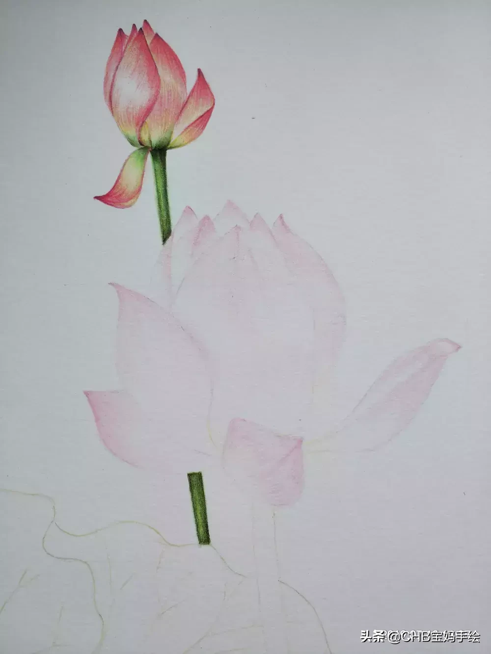 零基础学画画：彩铅荷花荷叶手绘过程分享
