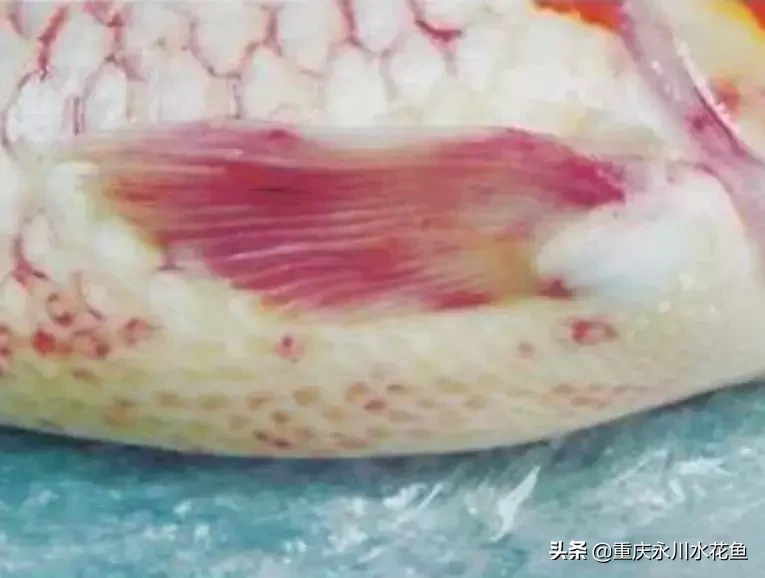 鲤疱疹病毒病（KHV）的防治方法，令养鱼业者闻之色变的“瘟疫”