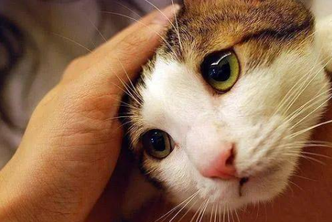 为什么猫咪都抵挡不住摸头杀?猫:我能摸到还用你?