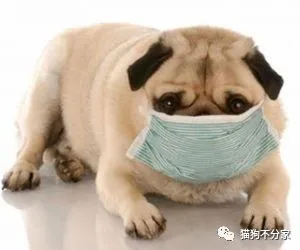 狗狗得了犬瘟怎么办？感染犬瘟病毒会有哪些症状?