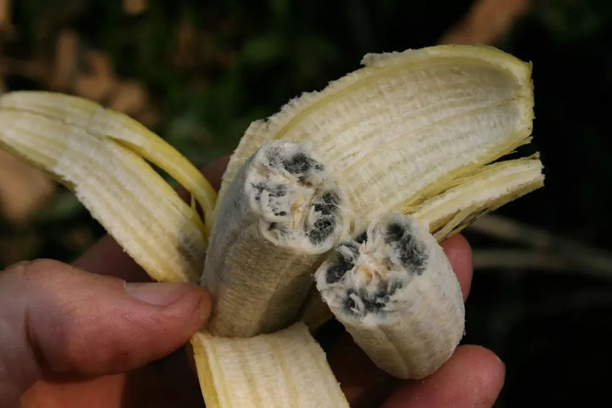 野生香蕉(香蕉的前尘往事,如今的香蕉基因都相同?