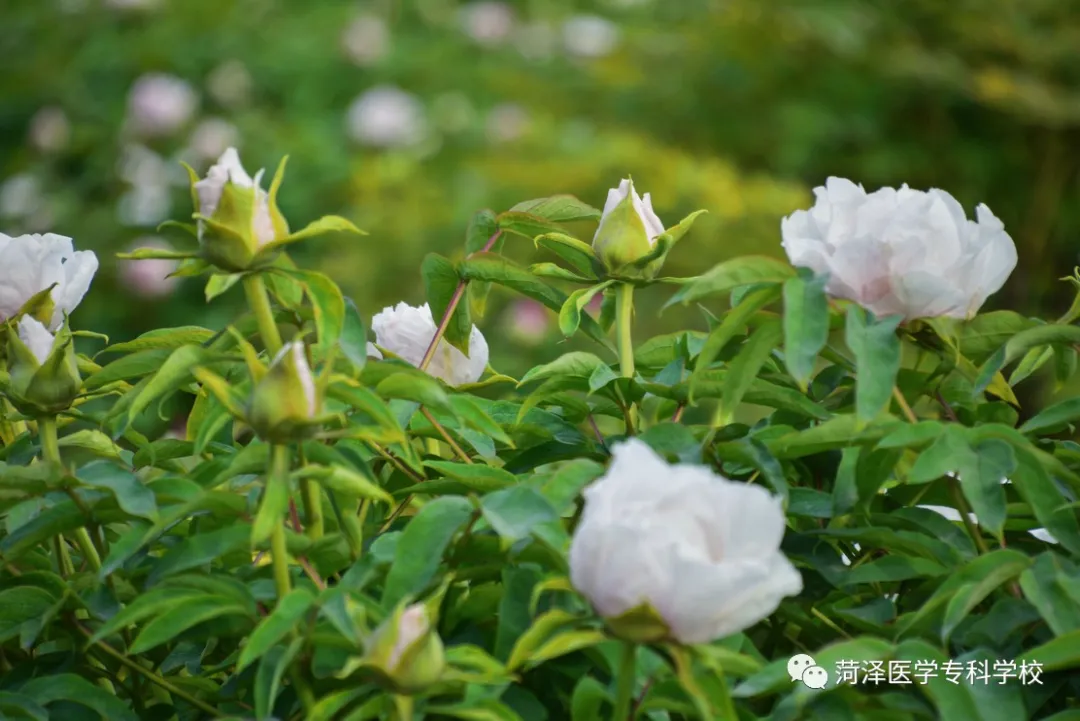 菏泽医学专科学校牡丹，又是姹紫嫣红开遍