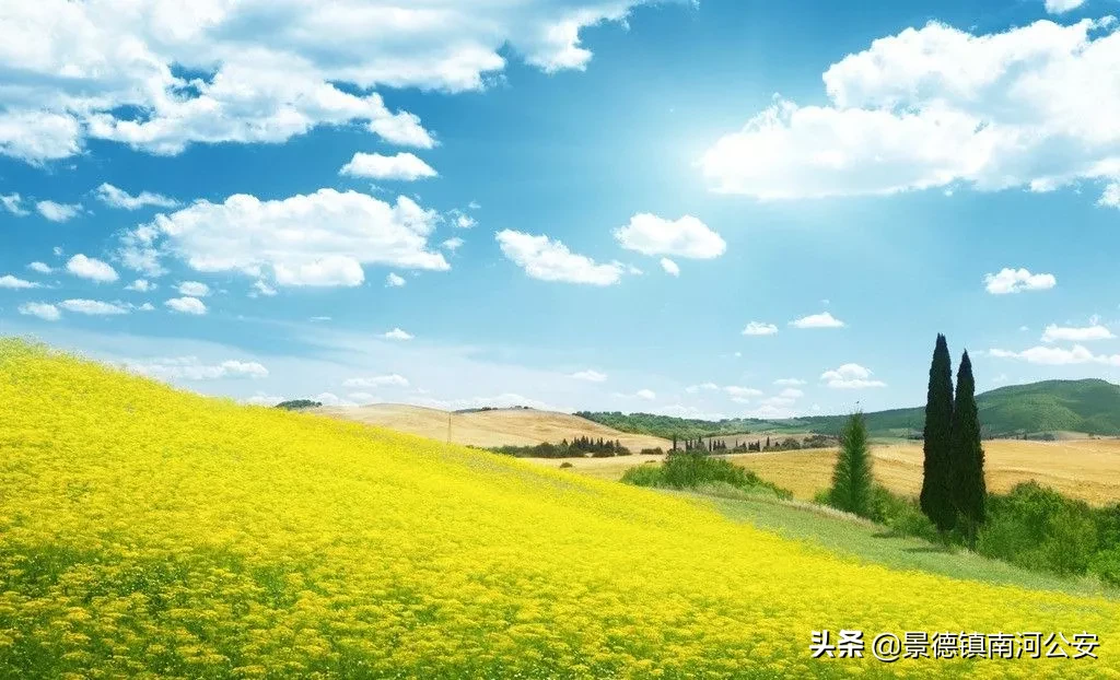 诗词丨17首油菜花诗词：打团飞入菜花去，自信世间无别香