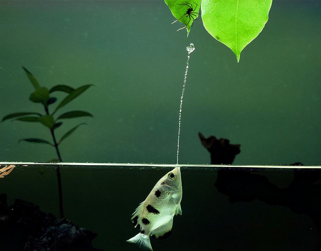 射水鱼在4%秒内完成狩猎,喷射的水柱在加速,违背了物理常识?