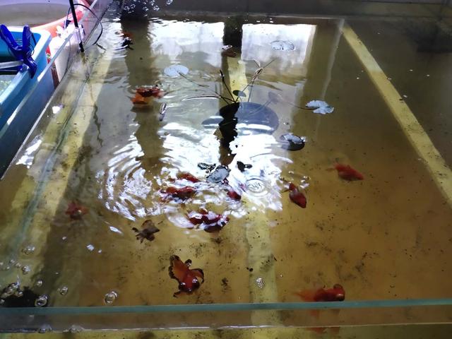 金鱼患上了白点病，会有哪些原因，采取何种保守方法治疗？