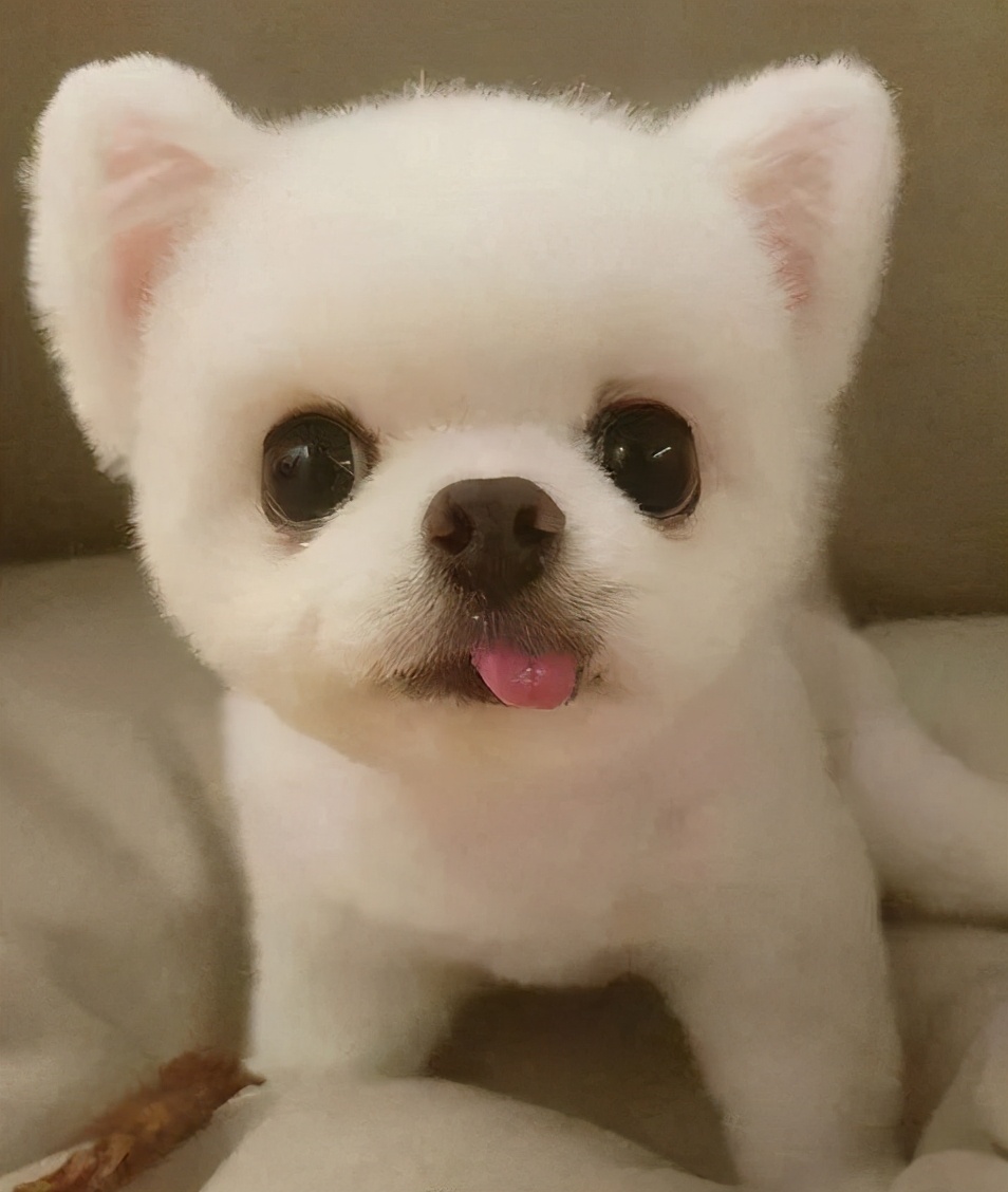 狗界颜值扛把子，你家狗狗上榜了吗？