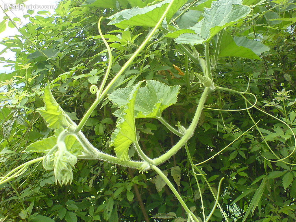 老人喜欢吃的南瓜藤，竟会给身体健康造成威胁，真是这样吗？