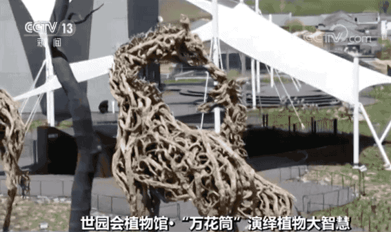 什么树最高？什么树会“武术”？植物也有大智慧