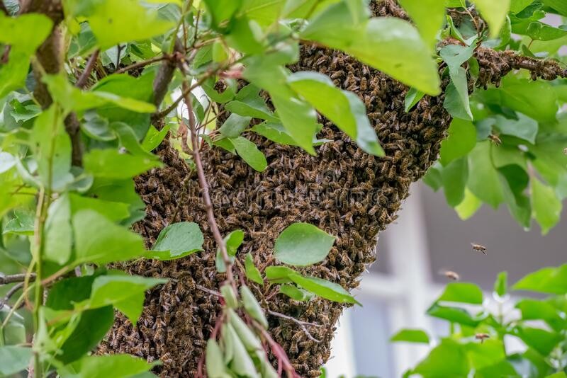 雄蜂交尾后死亡的原因是什么？揭秘蜜蜂交尾过程的特别之处