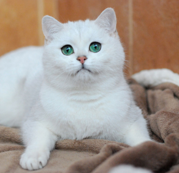 纯白英短多少钱一只(英短猫的优点和缺点)