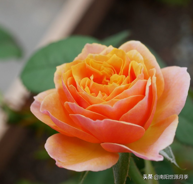 莫奈月季的优缺点（强烈推荐8款月季耐热耐晒）