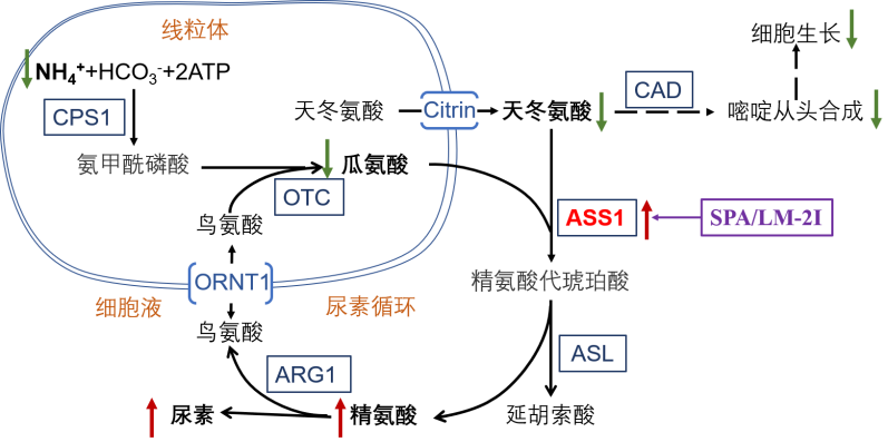 中南大学历时7年，原创抗肿瘤新药取得重大进展！