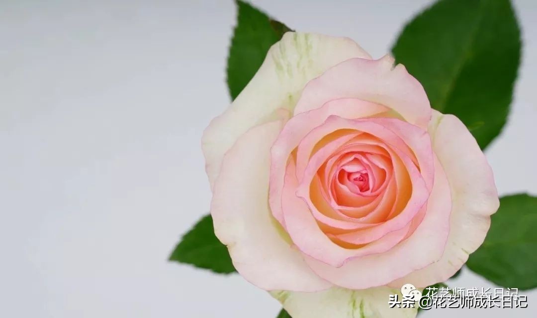 苏醒玫瑰是什么颜色（10款粉色玫瑰品种介绍）