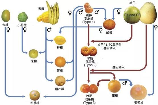 吃了这么多年依然蒙圈！桔子、橘子、橙子、柑、柚子到底啥关系？