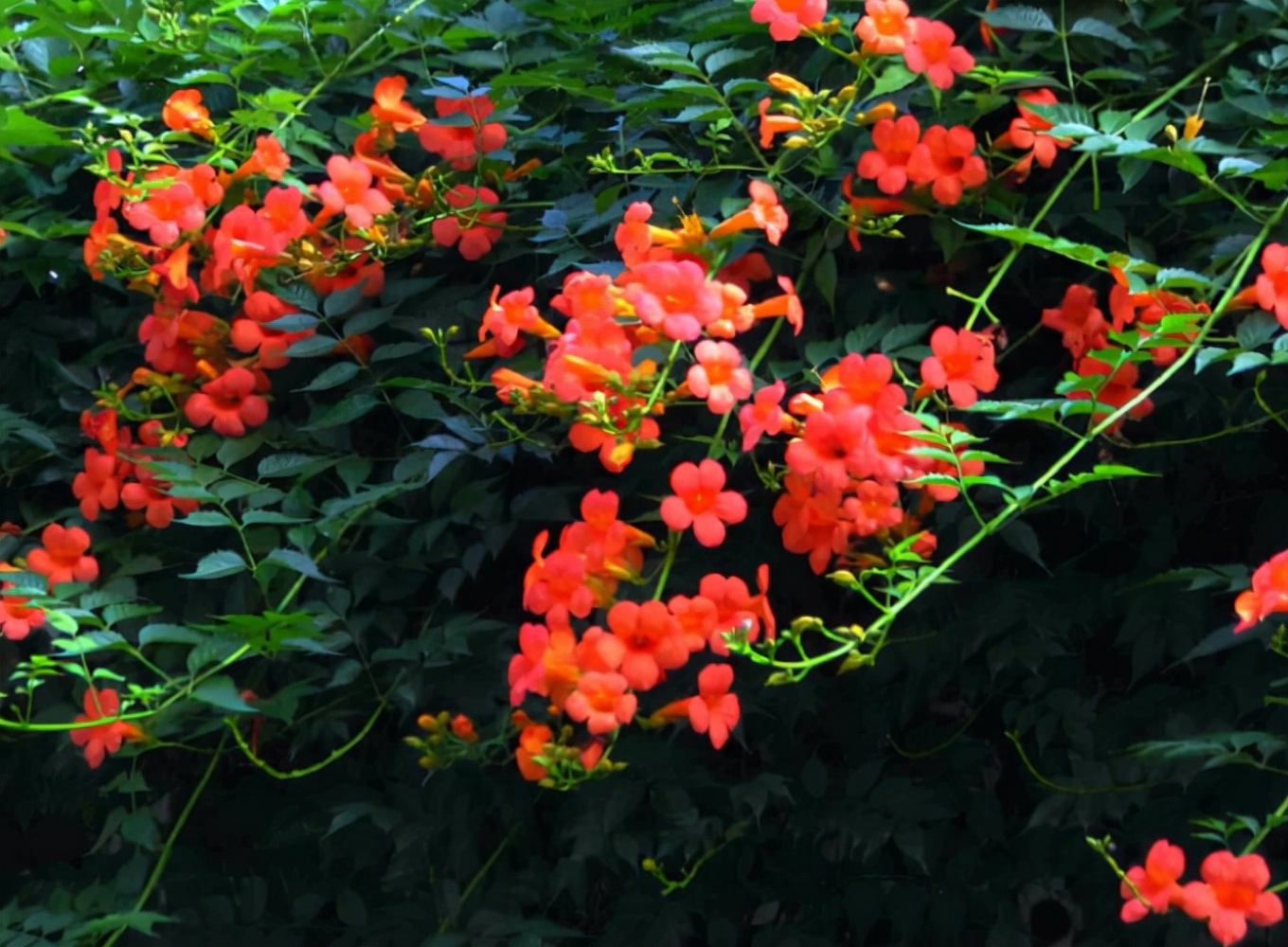 8种真正的"爬墙花",花期长花量大,打造花墙一年就能爬满