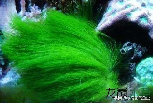 藻类植物有哪些（图文讲解19种常见的藻类植物）