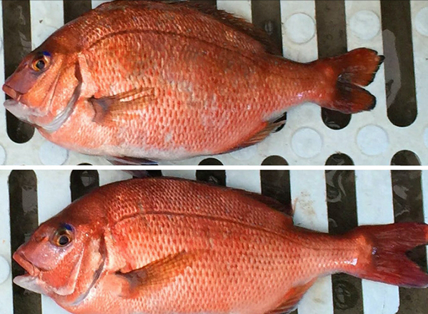 基因编辑鱼来了，日本允许销售并免检，“人造生命”真的安全吗？