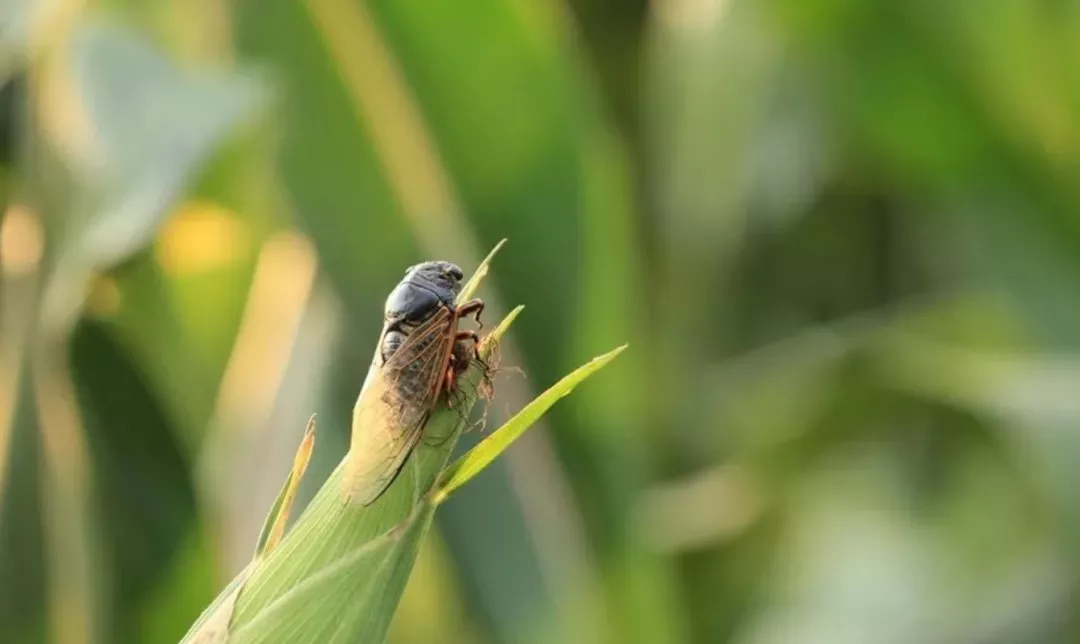 「诗词鉴赏」且听蝉吟，十首听蝉的古诗词，在夏日那一声声蝉鸣