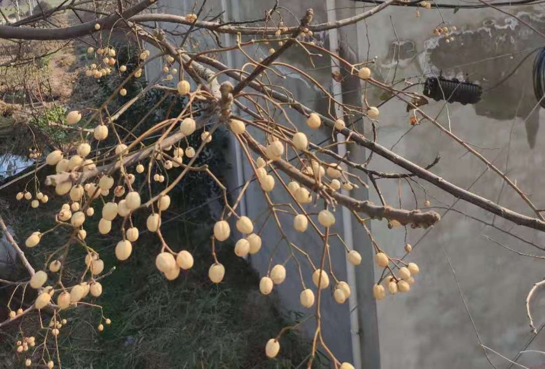 中药古今研究：川楝子