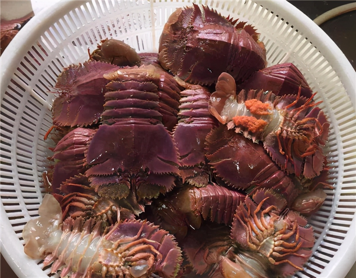 皮皮虾的升级plus皮皮虾更新