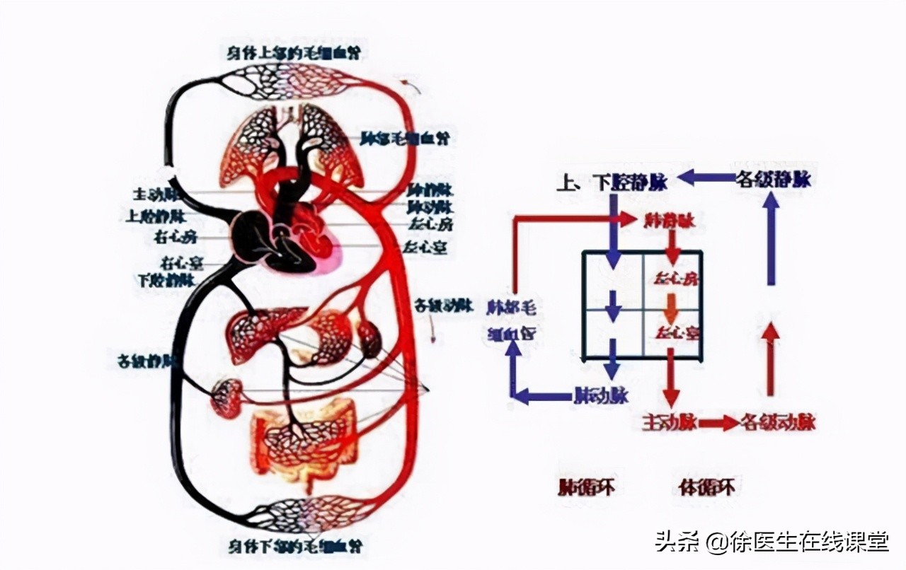 肛门边的肉球，除了痔疮，还可能是什么，需要治疗吗？