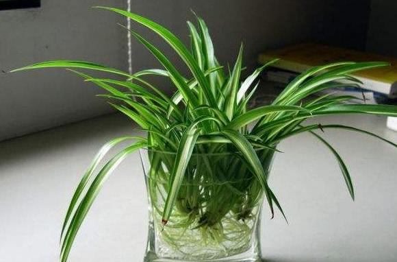 想要水培植物,正确操作才靠谱,不烂根不黄叶,蹭蹭长爆盆