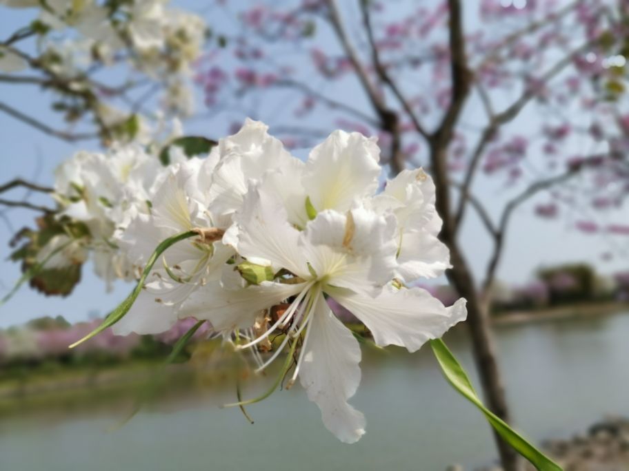 浓烈芬芳  春风十里赏花路  徜徉在广州海珠湿地的花海之中