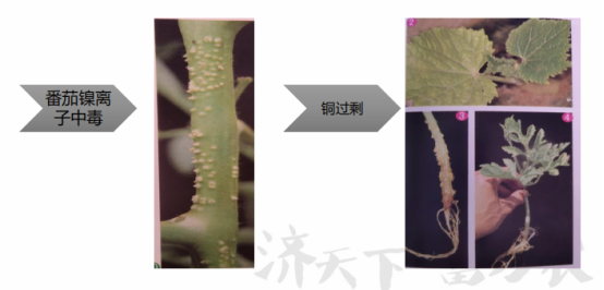 植物生理简介（植物生理的特性及土壤改良）